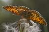 Veldparelmoervlinder 8 - Melitaea cinxia